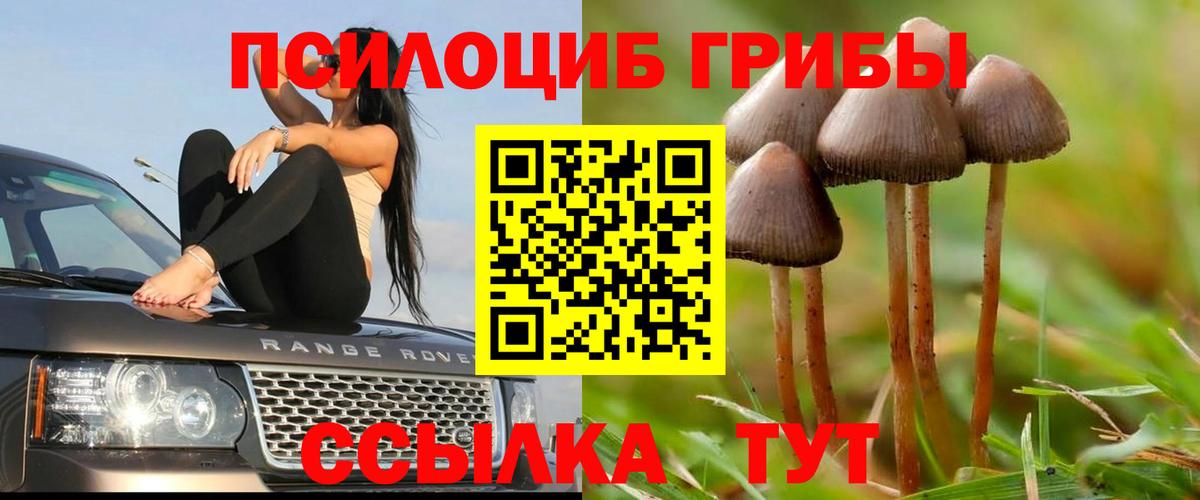 Галлюциногенные грибы Cubensis  Вход с VPN  Кизилюрт  наркошоп  Псилоцибиновые грибы мицелий 